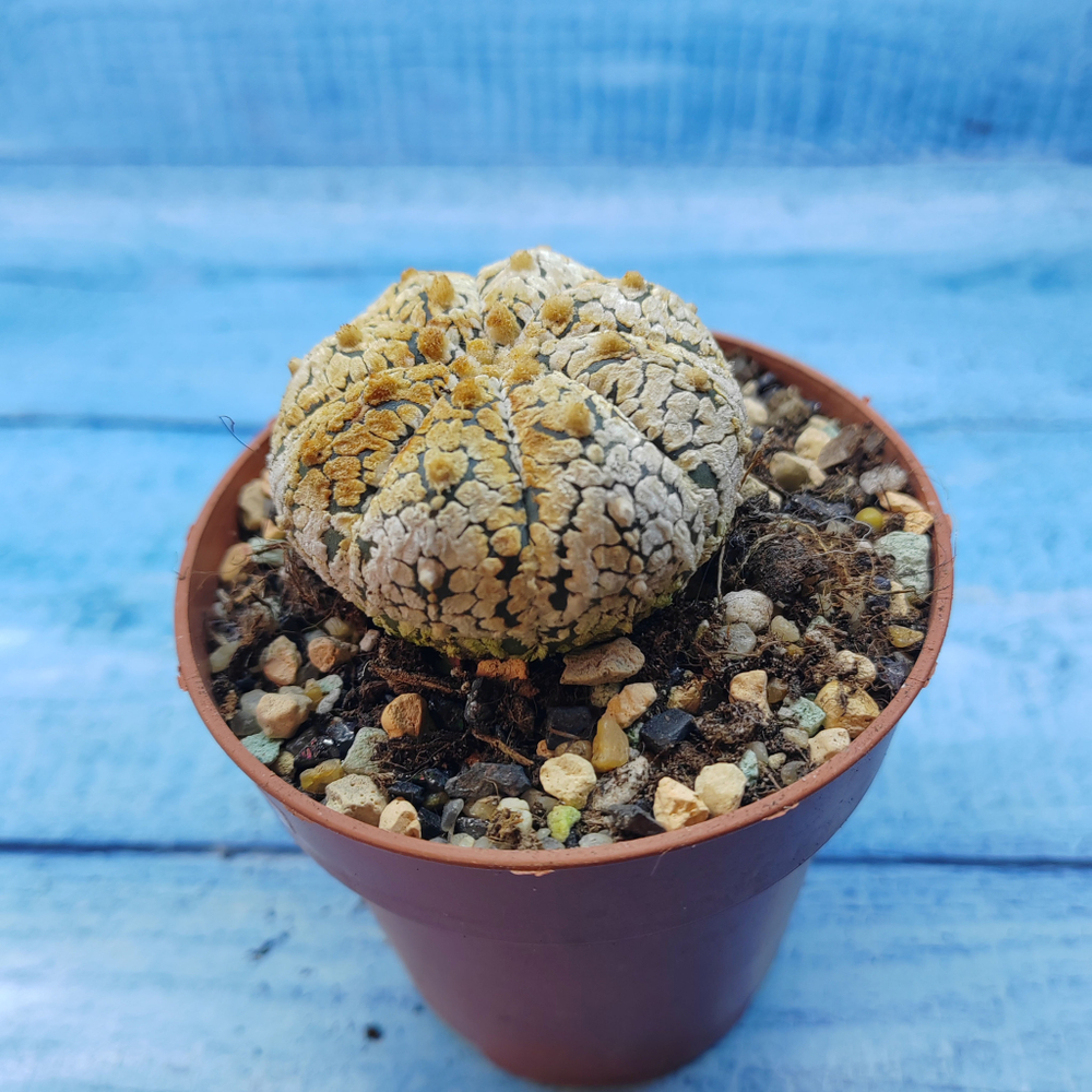 Astrophytum Asterias "Super Kabuto" (Астрофитум)