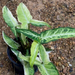 Сингониум ANGUSTATUM VAR