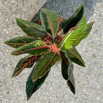 Аглаонема SUMATRA THUNDER