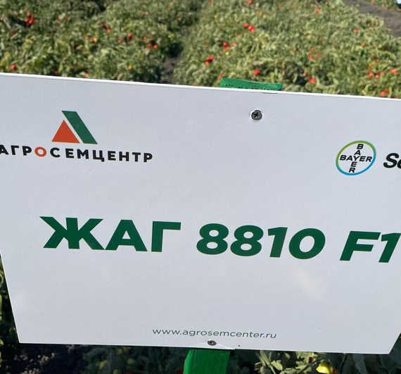 Жаг 8810 F1 семена томата детерминантного (Seminis / Семинис) продукт – фото 2