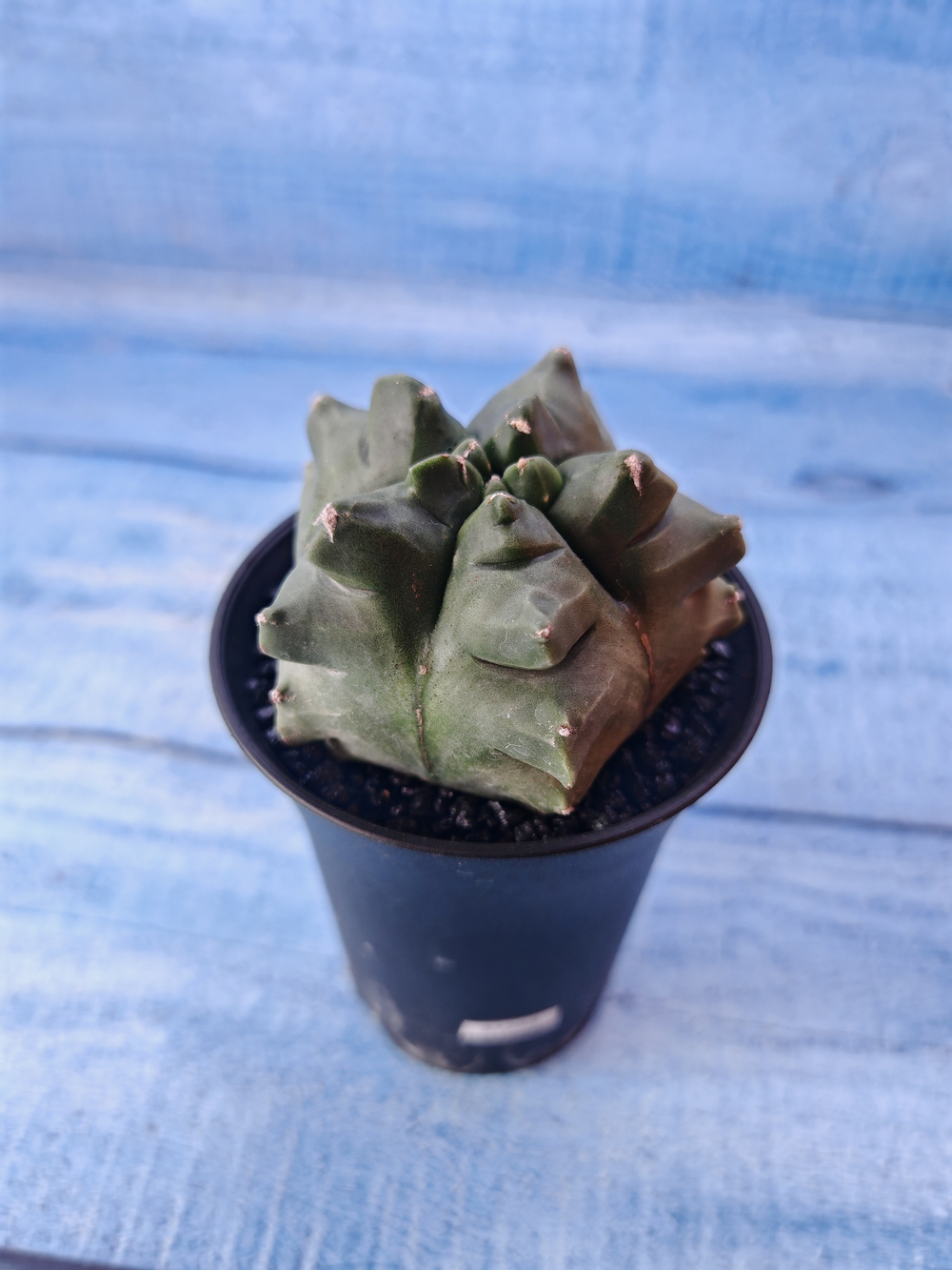 Astrophytum Myriostigma monstrosa (Астрофитум)