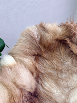 Шкура коврик меховой прикроватный овчина, 120х65 см.