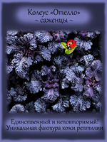 Колеус Отелло