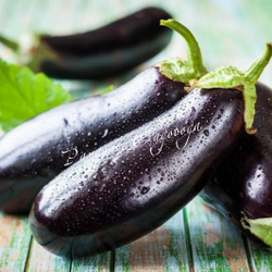 Баклажан Черный опал (цена за 6шт)