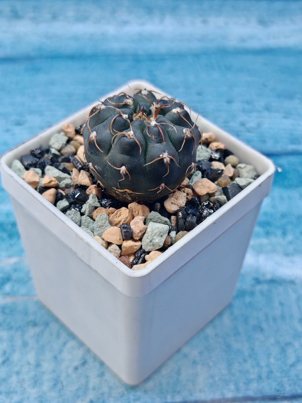Gymnocalycium Stellatum (Гимнокалициум)
