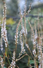 Горец свечевидный "Alba". Persicaria amplexicaulis "Alba".