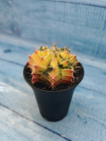 Gymnocalycium Variegata (Гимнокалициум Вариегатный)