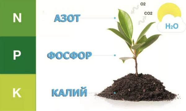 Подкормка ягодных кустарников после цветения: делаем ягоду сладкой