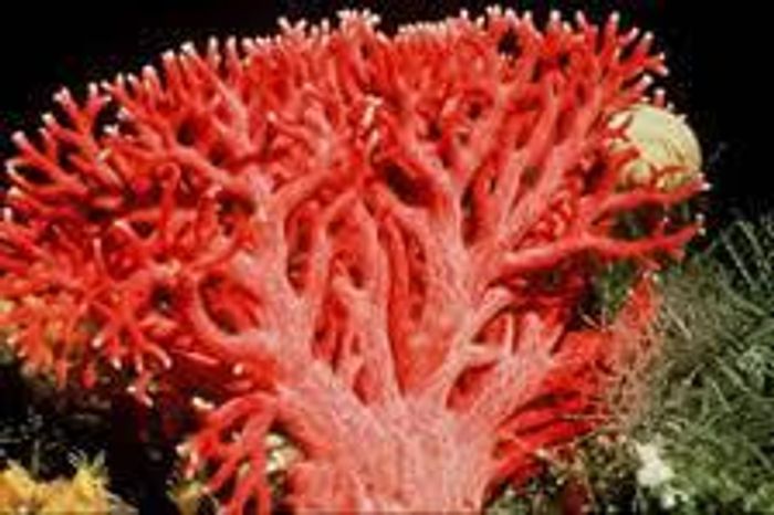 Кабошоны из коралла