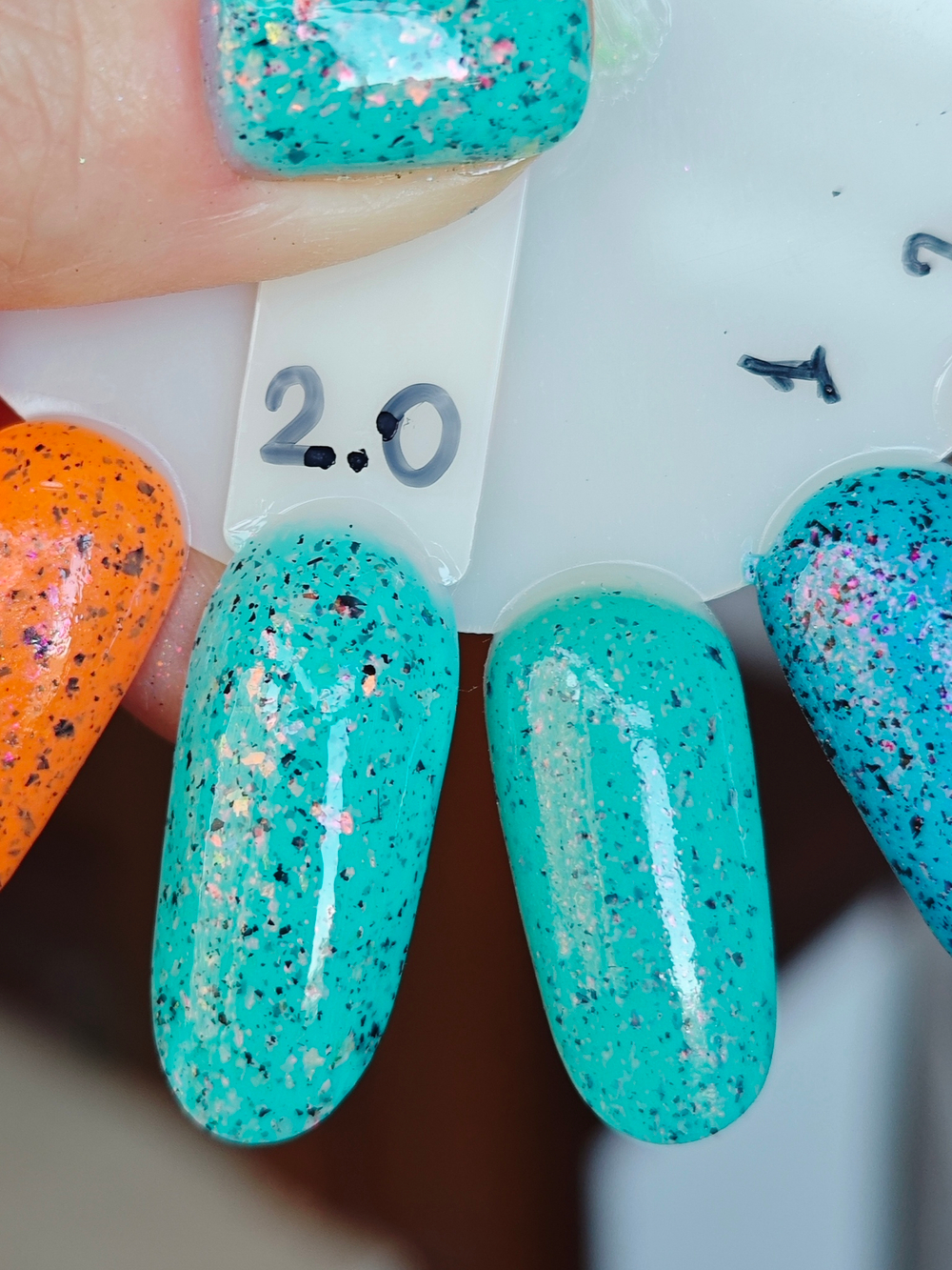 Spangled Cotinga 2.0