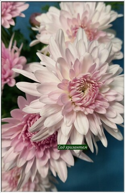 Зимостойкая хризантема Яблоневый цвет з.67🌻 /поставка весна 2026г/