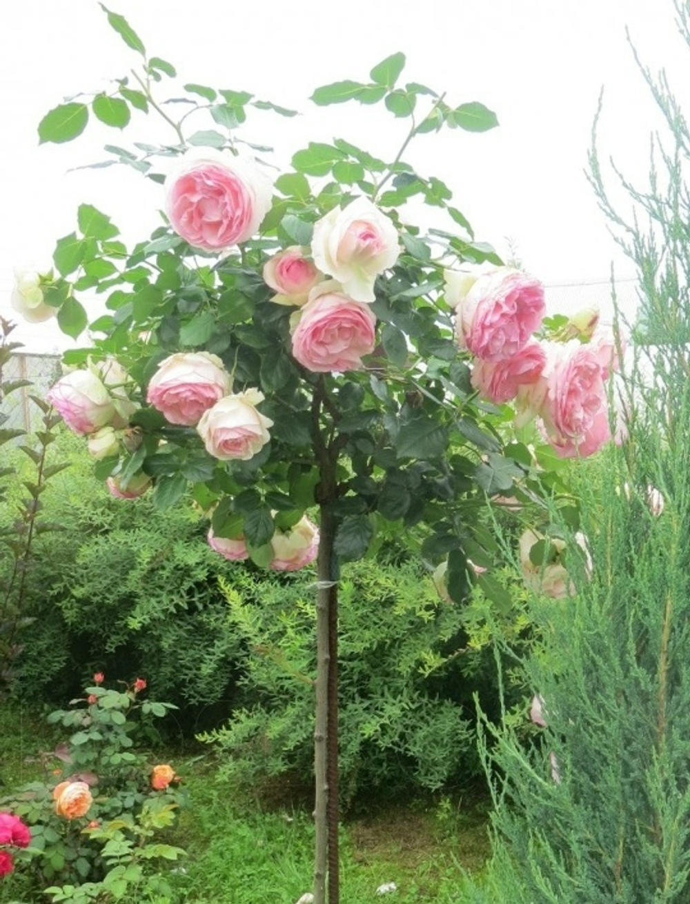 Роза на Штамбе Пьер де Ронсар