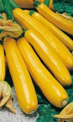Семена Кабачок Золотинка - цуккини 10шт (УД) Е/П