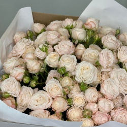 Букет из пионовидных роз «Бомбастик» 25 шт