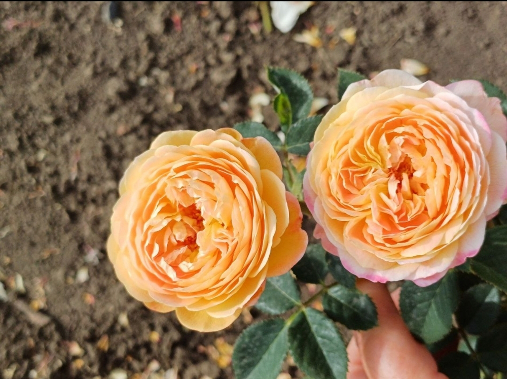 ROSOMANE JANON (Розомэн Жанон)