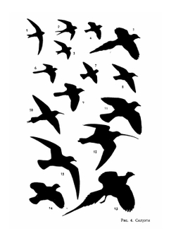 Экскурсионный определитель птиц Европейской части СССР | А.Н. Сунгуров