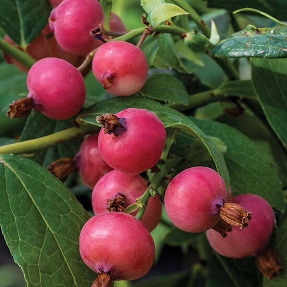 Голубика Пинк Берри / Pink berry'/ Rosa berry