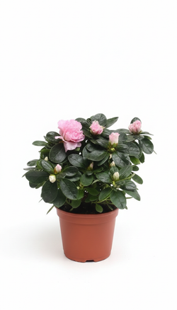 Азалия M Troch д.10 СП