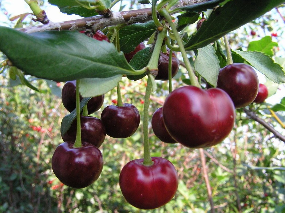 Саженец Вишни «Болотовская» (Среднеспелая, Десертный вкус, Устойчивая к болезням)