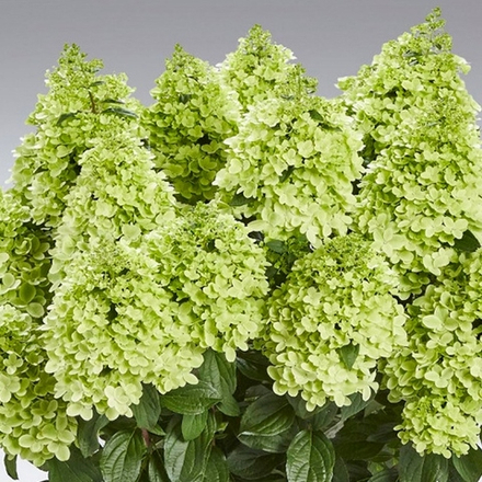 Гортензия метельчатая Pantheon