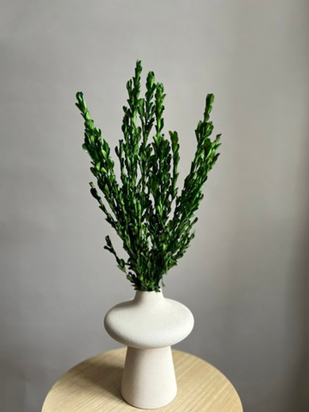 Самшит натуральный зеленый