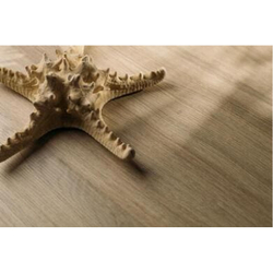 Дуб Альбион D.404