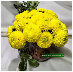 Кустовая хризантема Желтый помпон (временно нет в наличии)