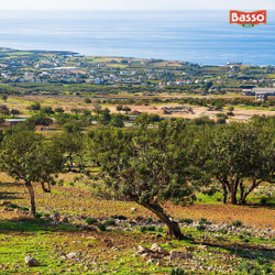 Оливковое масло BASSO  Extra Virgin  3 литра в жестяной банке-канистре Италия