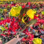 Кротон BANGKOK NIRAMIT