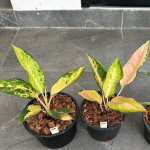 Аглаонема ICE CREAM