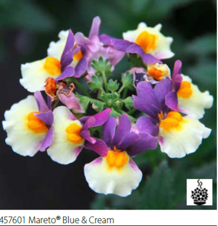 ЕВРО Немезия Mareto Blue Cream укорененный черенок ОКС февраль 26 Volmary