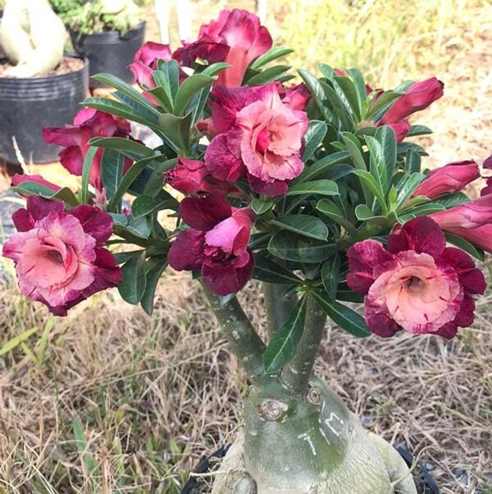 Адениум обесум 362 Việt Quỳnh Hương