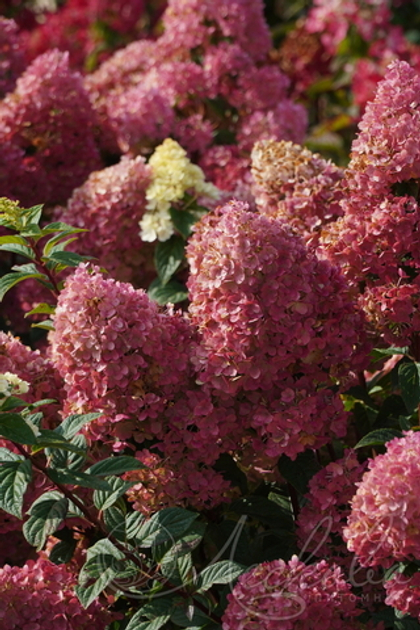 Гортензия метельчатая Sundae Fraise