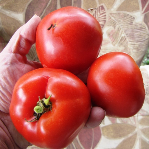 Помидоры Весенний Орегонский - Oregon Spring