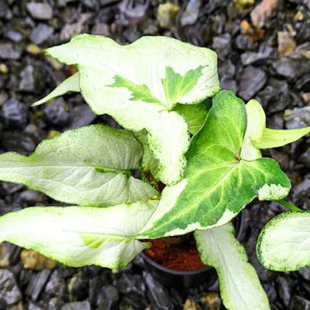 Сингониум (15) THREE KINGS