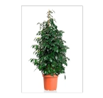 Фикус Бенджамина