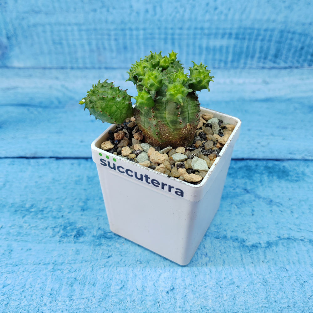 Euphorbia Globosa (Молочай шаровидный)