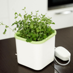 Аэросад. Здоровья клад, 9 ячеек