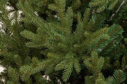 Искусственная елка Имперская 240 см., литая хвоя+ПВХ, ЕлкиТорг (144240)