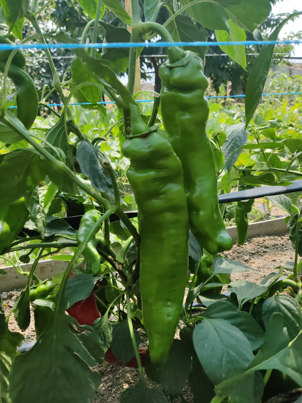 Веридор F1 семена перца ( Yuksel Tohum / )