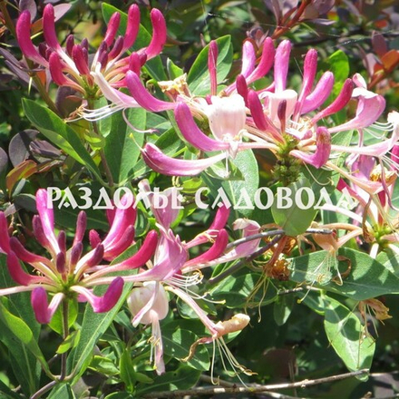 Жимолость Гекротта