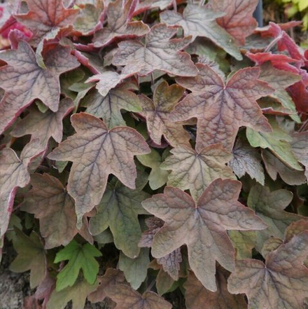 Гейхера Арт Деко