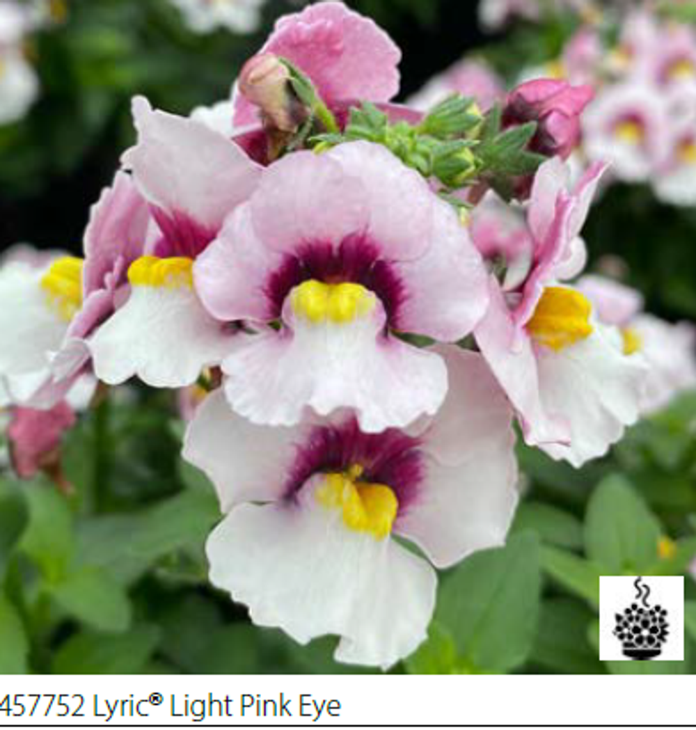 ЕВРО Немезия Lyric Light Pink Eye укорененный черенок ОКС февраль 26 Volmary