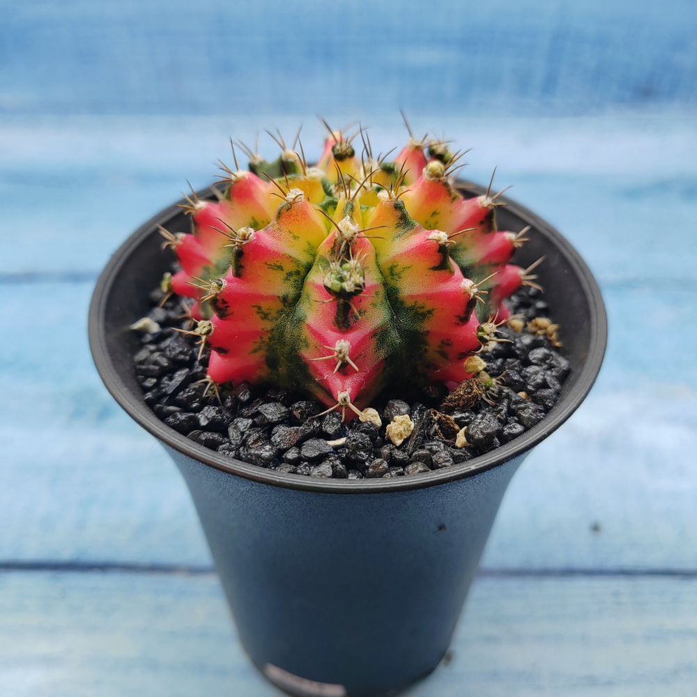 Gymnocalycium Variegata (Гимнокалициум Вариегатный)