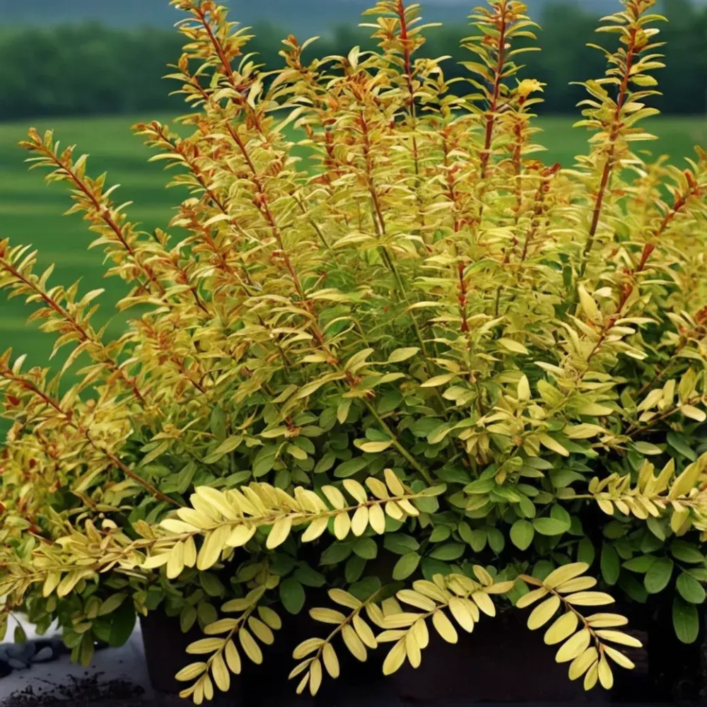 Барбарис тунберга Голден Дрим