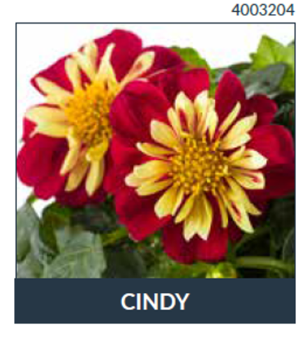 ЕВРО Георгина Cindy укорененный черенок ОКС февраль 26 Beekenkamp