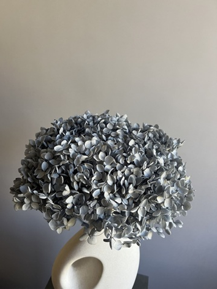 Гортензия стабилизированная серая