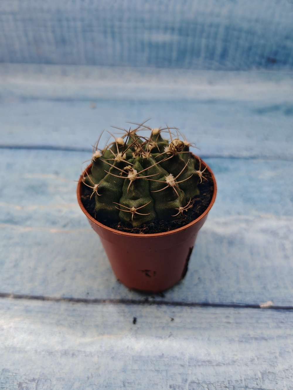 Gymnocalycium Friedrichii (Гимнокалициум)