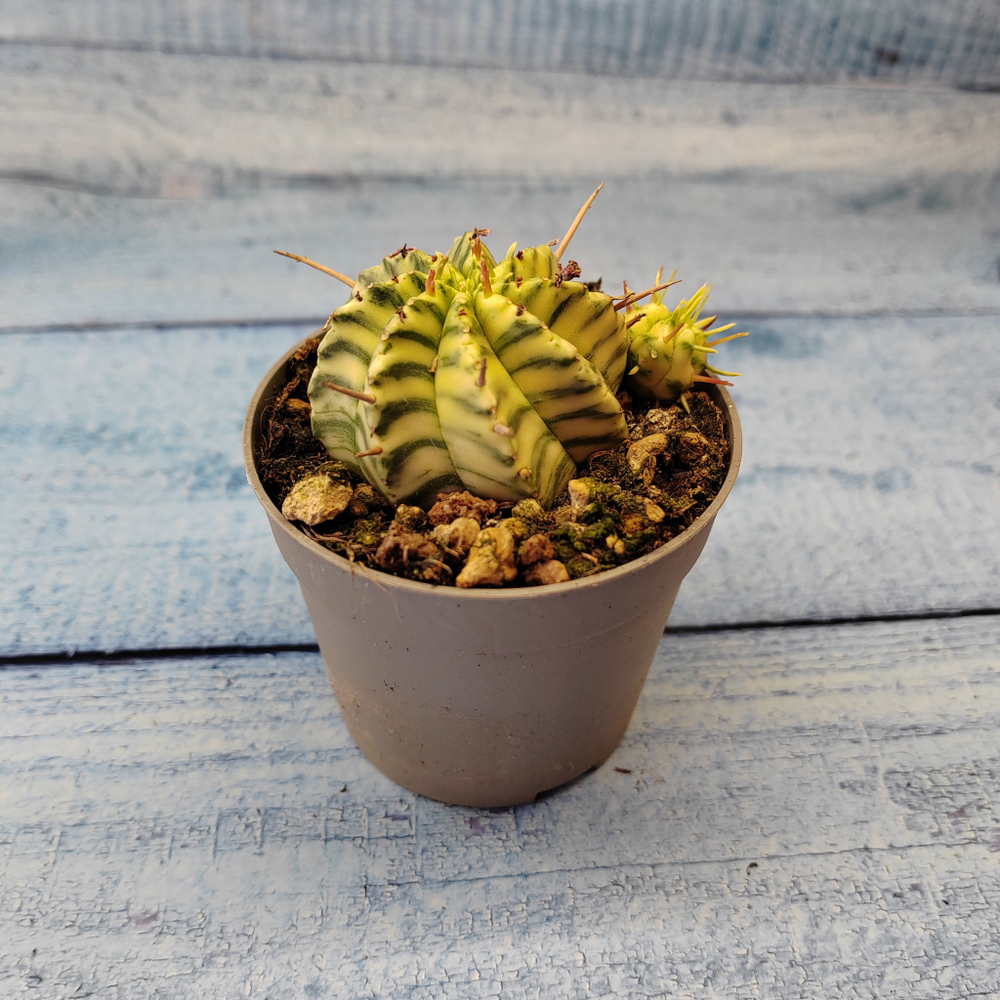 Euphorbia meloformis f. Variegated (Эуфорбия вариегатная)