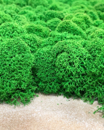 Мох ягель зелёная трава GR 500 гр.